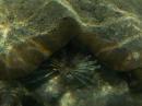Lionfish around the rocks